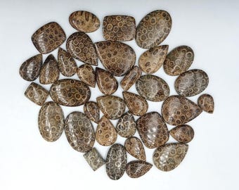 Natural Fossil Coral Cabochon Lot Loose Gemstones for Jewelry Making Wholesale Lot