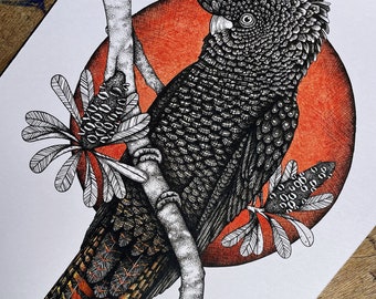 May include: Detailed black and white illustration of a black cockatoo perched on a branch, set against a red circular background. The artwork includes intricate feather detailing and botanical elements. Signed by Molly Mark.