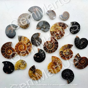 May include: A collection of 18 fossilized ammonites in various shades of brown, black, and white. The ammonites are arranged on a white surface.