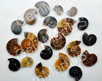 Natural Ammonite fossil loose lot, flat back cabochon gemstone, AAA Top Quality, semi precious Hand Made Hand Polished loose Gemstone lot
