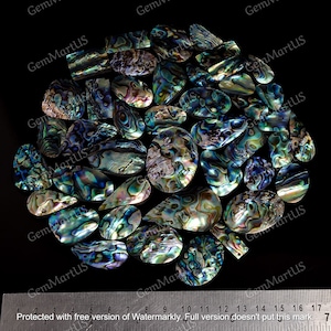 Natürliche Abalone Muschel Lot | Flache Rückseite Edelstein | Aaa+ Top Qualität Handpolierte Edelsteinzubehör | Halbedelstein Lose Edelstein zur Schmuckherstellung