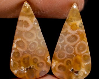 Par de cabujones de coral fósil natural, piedras preciosas a juego para hacer pendientes, joyas y manualidades.