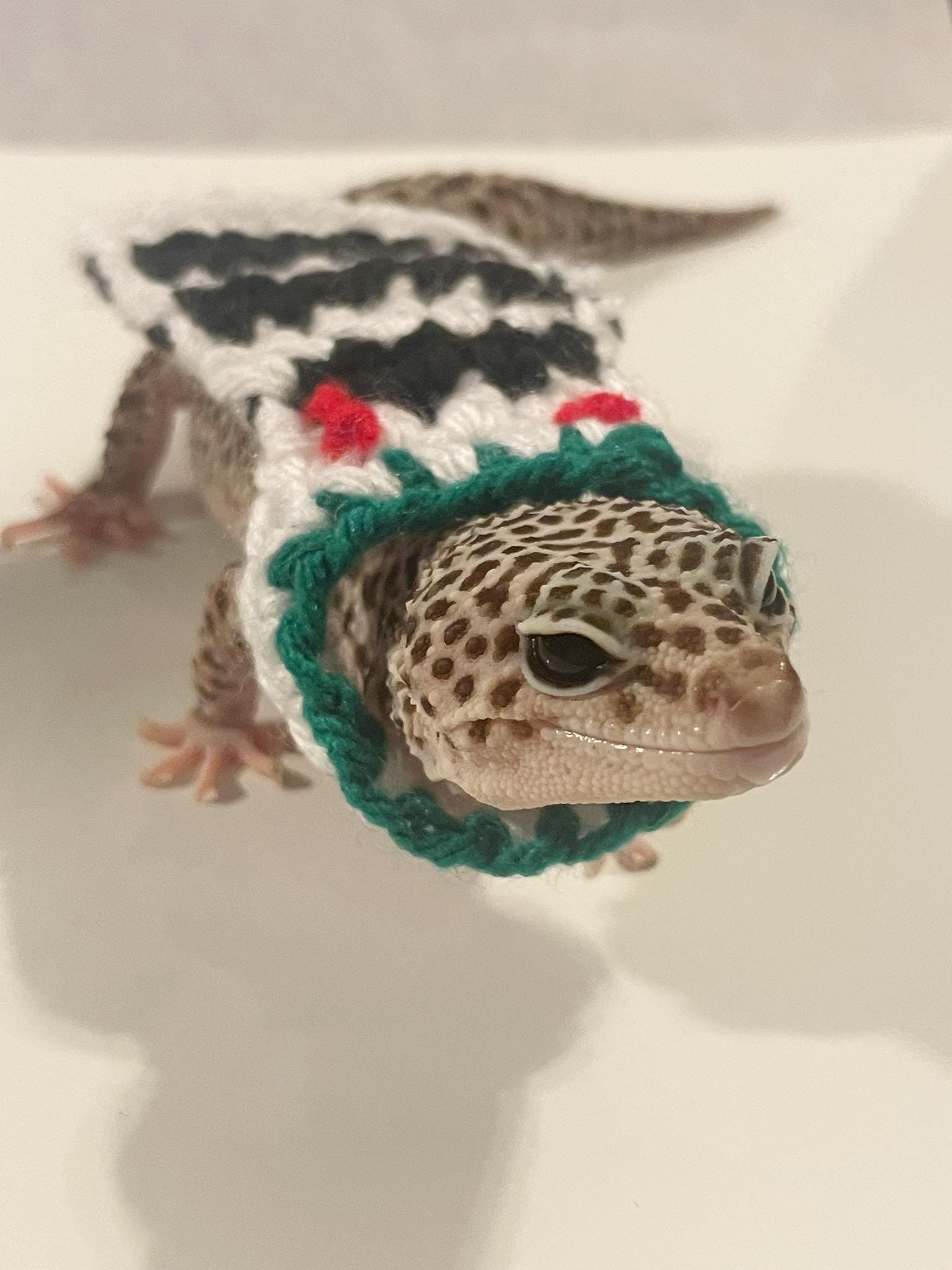 Crocheted Sandworm Gecko Costume | Acrylic Pet Cape - Etsy