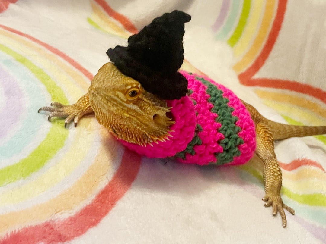 Crocheted Bearded Dragon Costume | Wicked Witch Inspired Pet Clothing ...