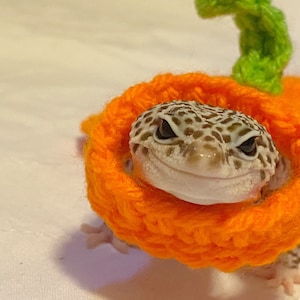 Pumpkin gecko costume | gecko cape | crocheted | pet costume