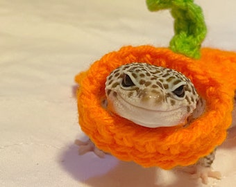 Crocheted Pumpkin Gecko Costume | Pet Cape