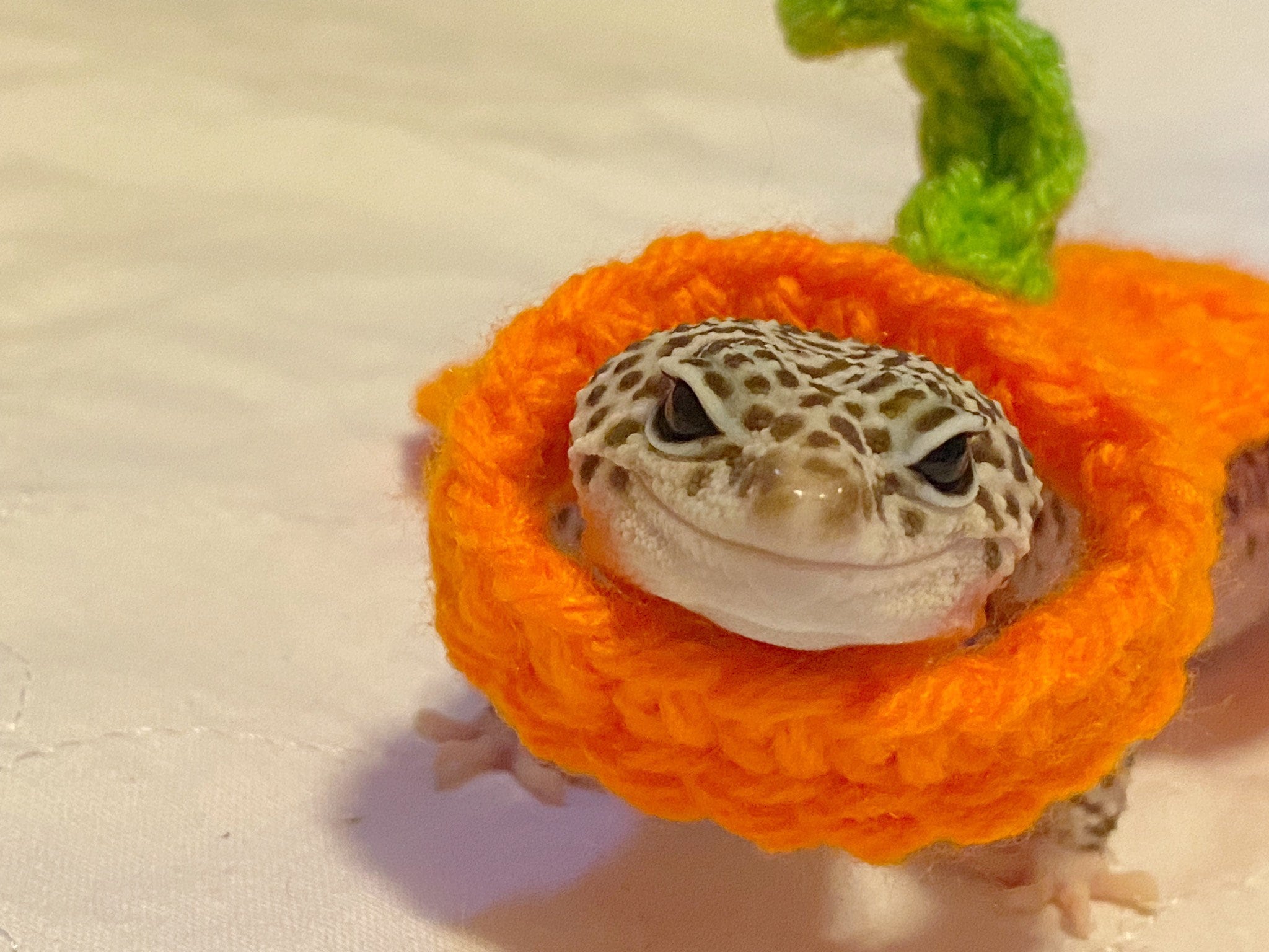 Pumpkin Gecko Costume Gecko Cape Crocheted Pet Costume - Etsy