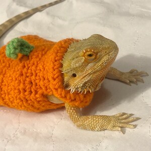 Crocheted Pumpkin Costume for Adult Bearded Dragon - Etsy