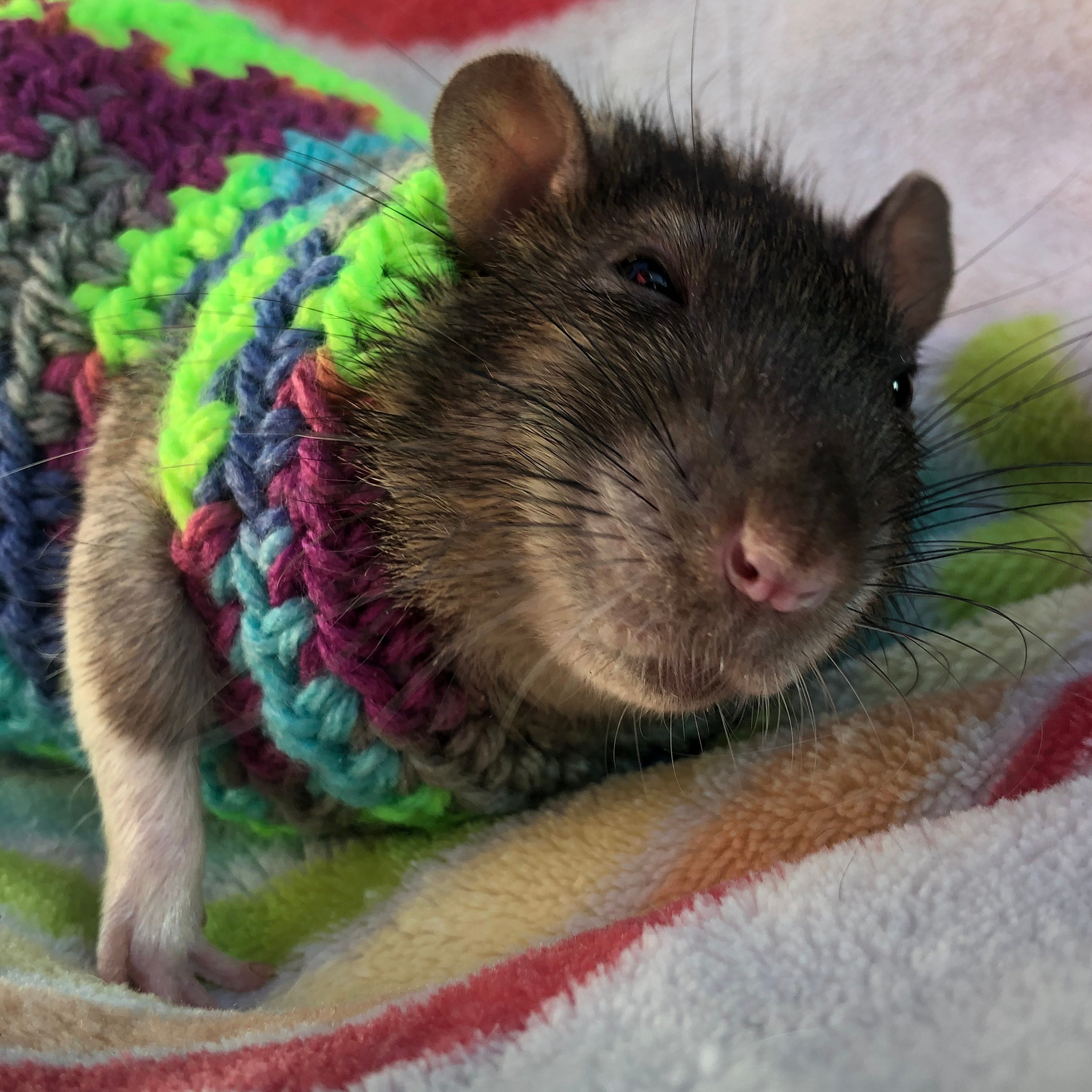 Crocheted Rat Sweater Rat Sweater Rat Clothing - Etsy UK