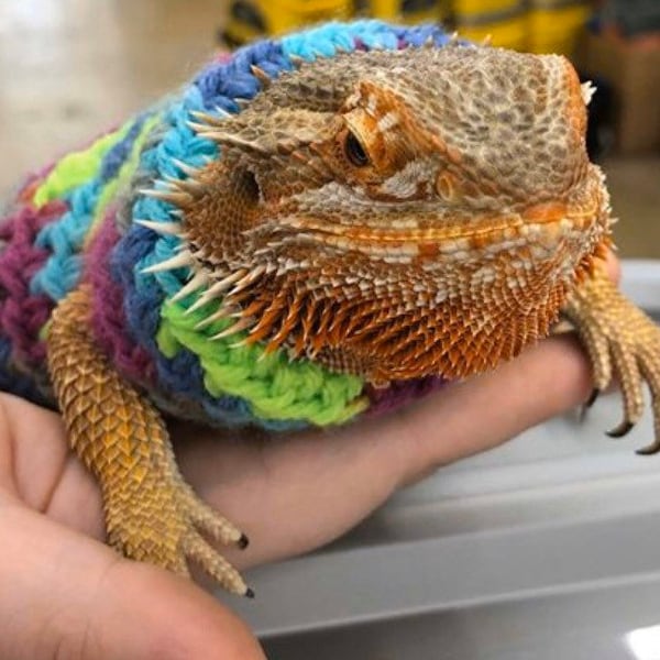 Crocheted Adult bearded dragon  sweater | bearded dragon sweater | bearded dragon clothing