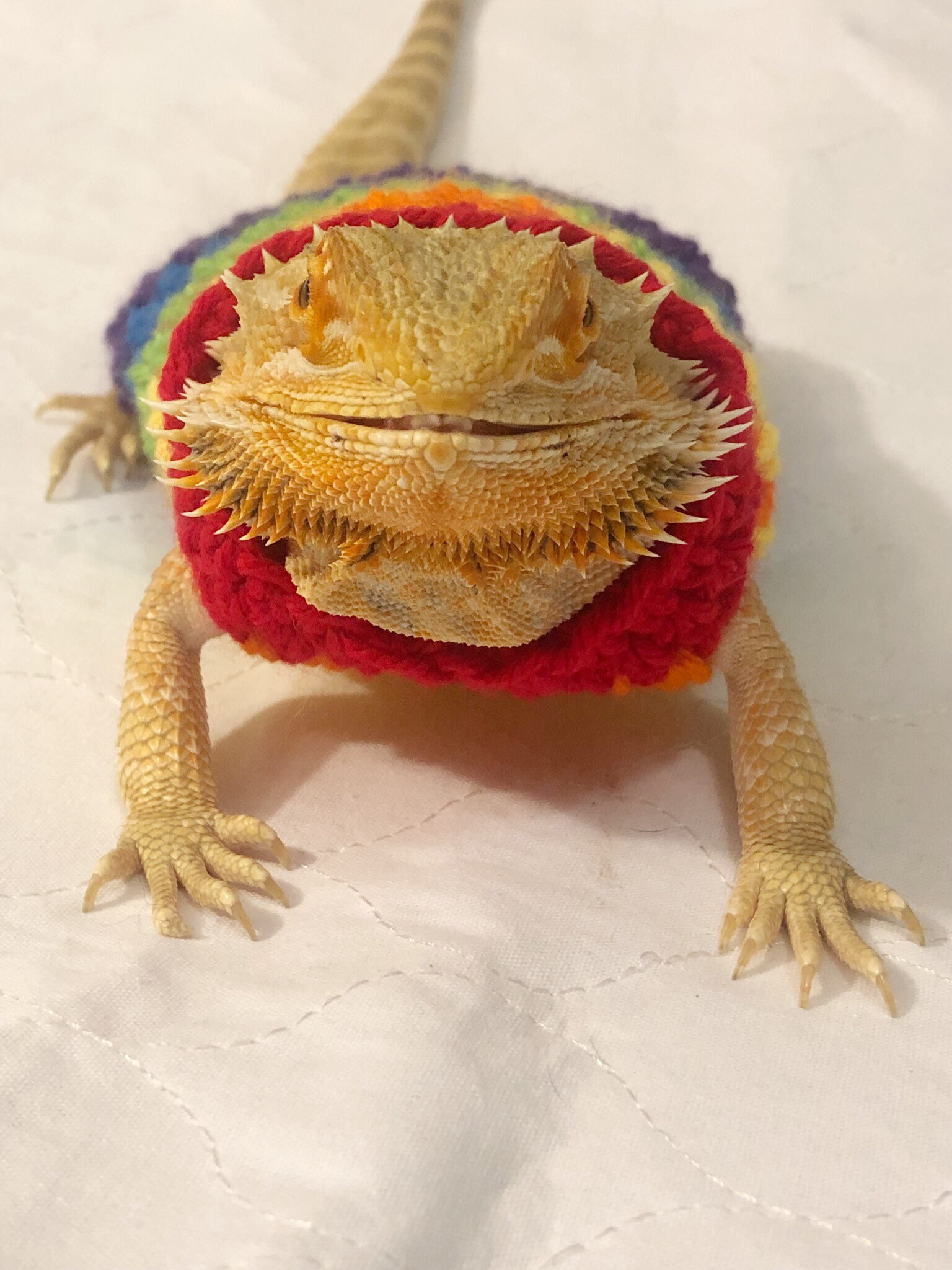 Crocheted Adult Rainbow Bearded Dragon Sweater Bearded - Etsy UK