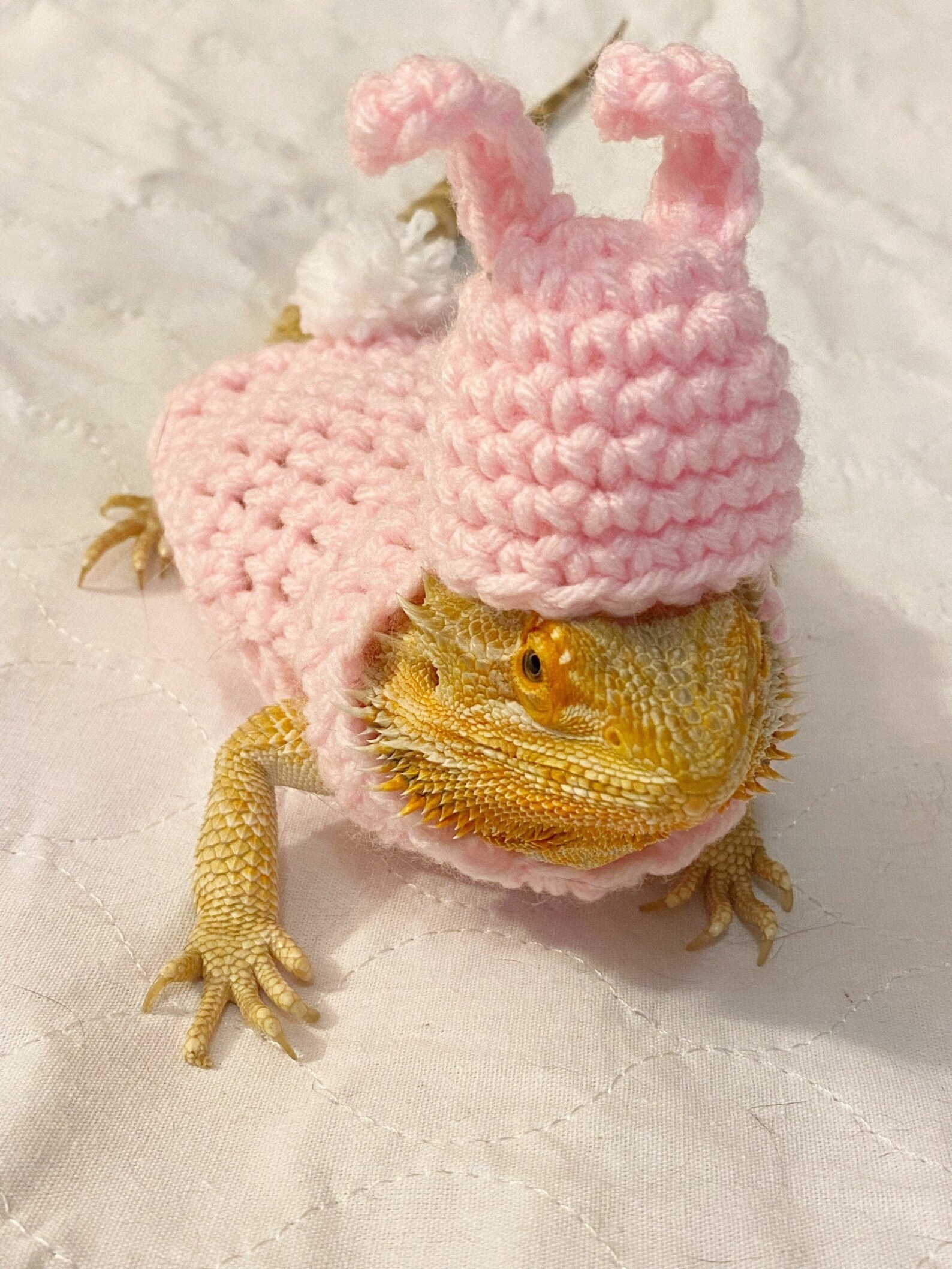 Bunny Crocheted Reptile Costume Bearded Dragon Costume Etsy