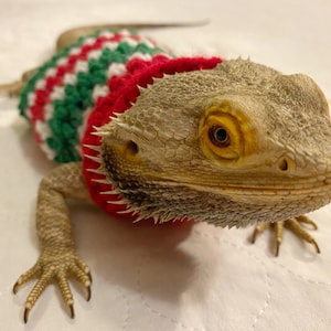 Crocheted Adult Christmas bearded dragon sweater | bearded dragon costume | bearded dragon clothing | red white green