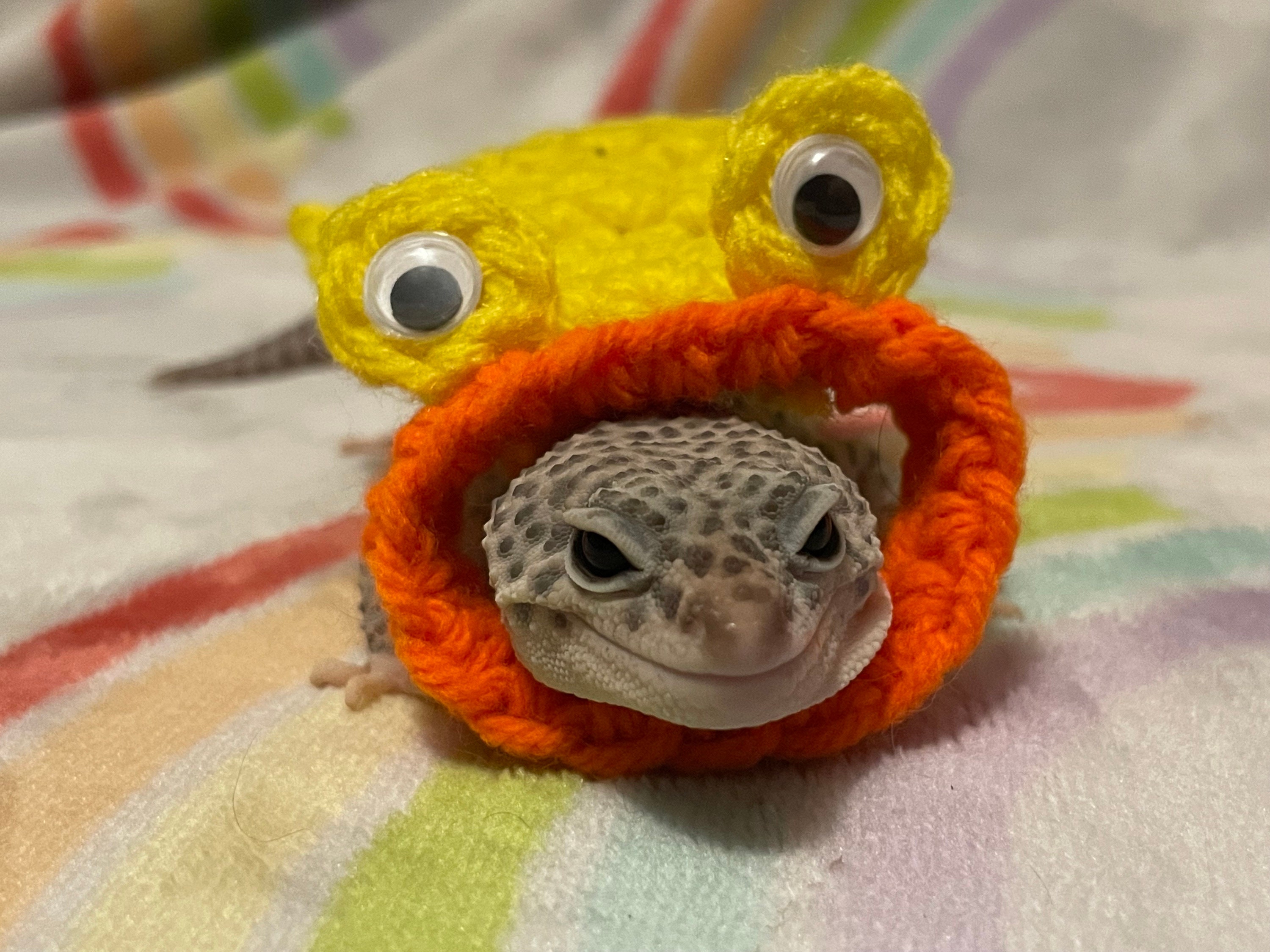 Duck Gecko Costume | Gecko Cape | Crocheted | Pet Costume - Etsy