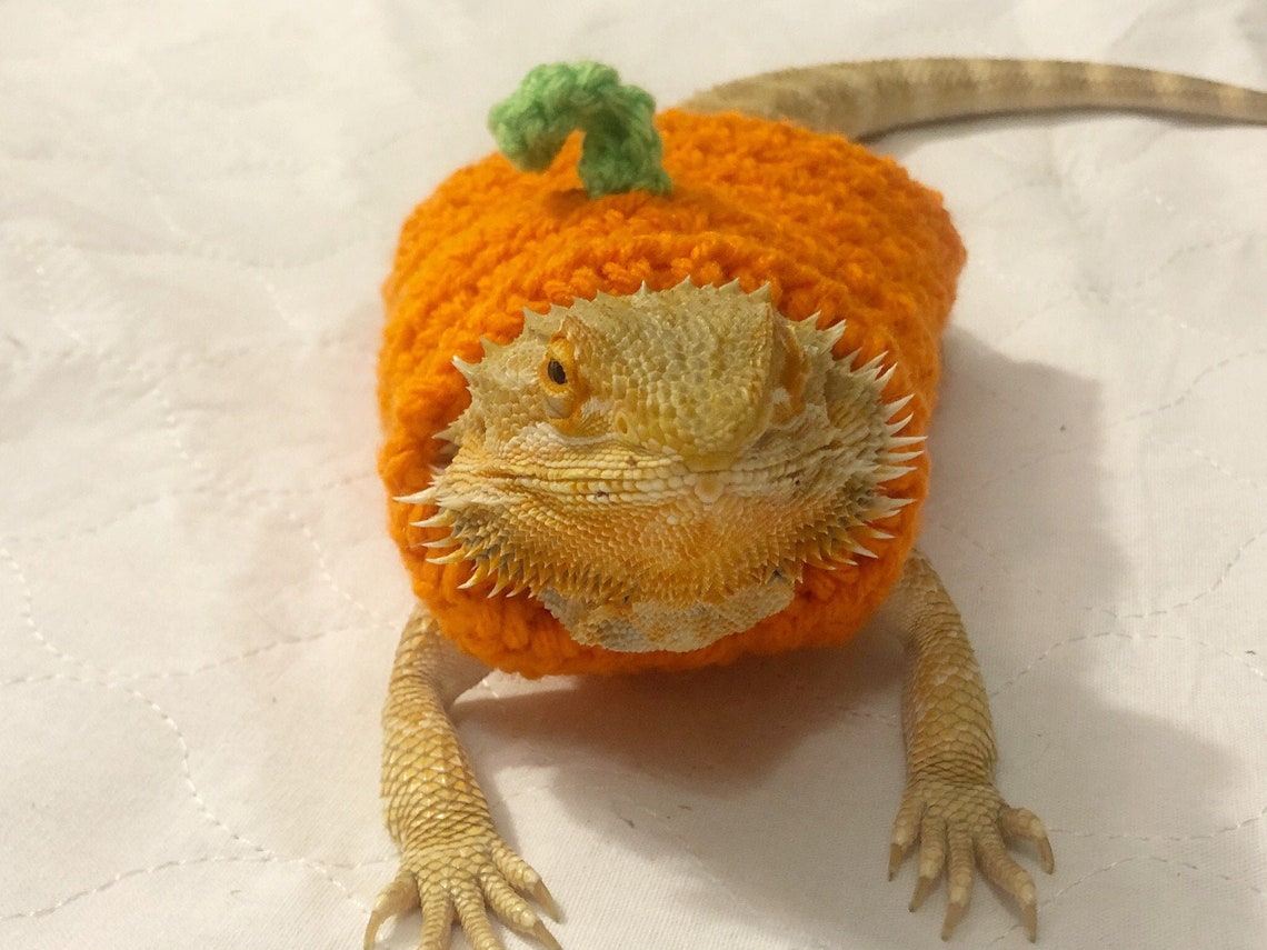 Crocheted Pumpkin Costume for Adult Bearded Dragon - Etsy UK