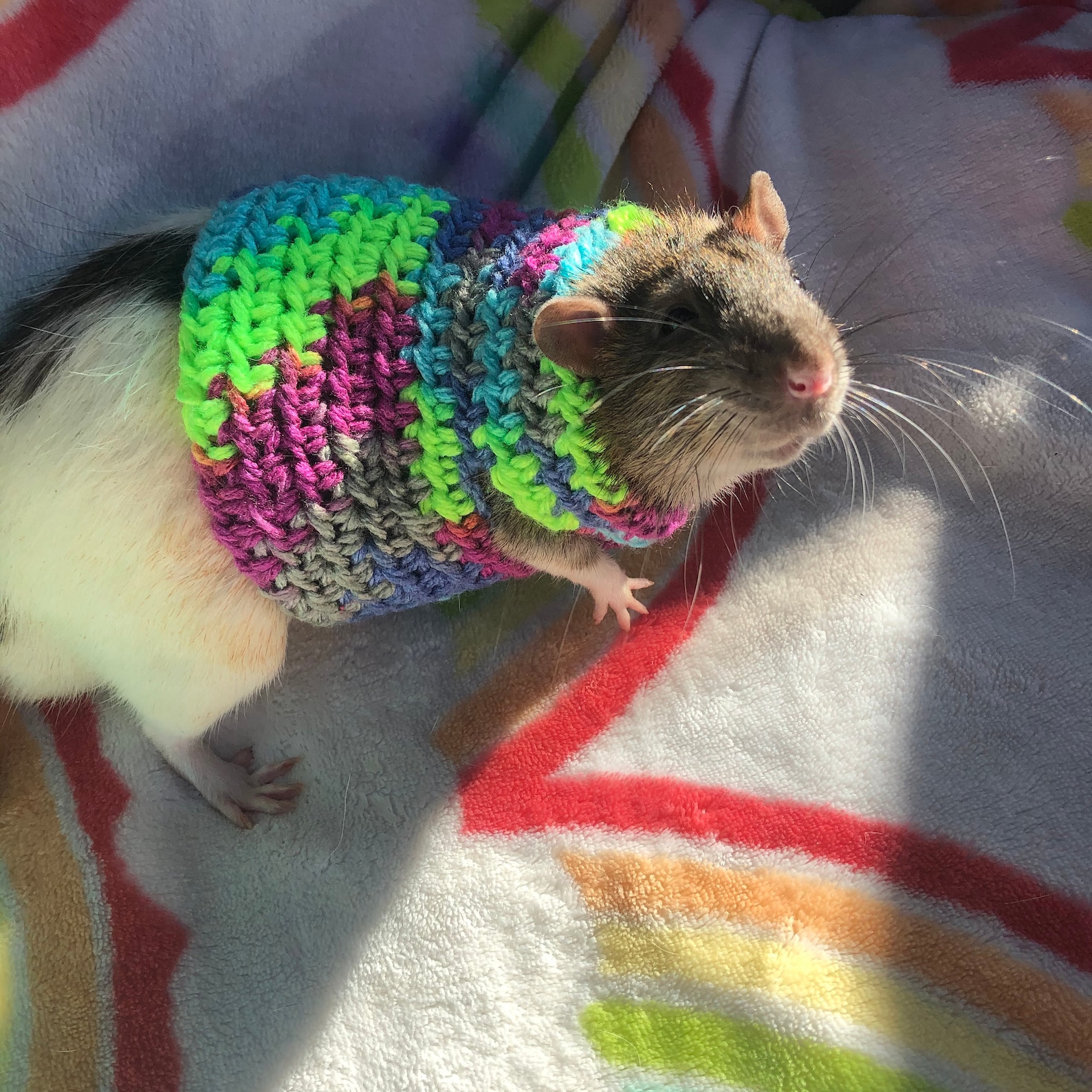 Crocheted rat sweater rat sweater rat clothing Etsy