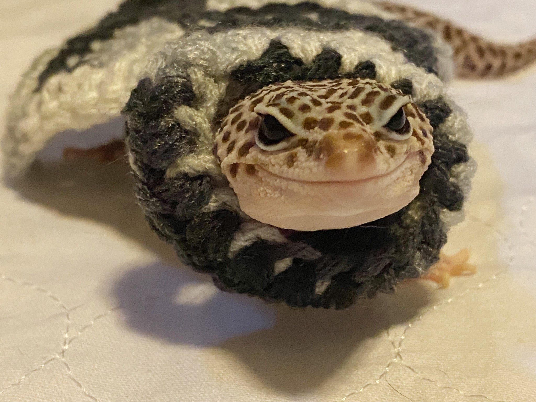Zebra Gecko Costume | Gecko Cape | Crocheted | Pet Costume - Etsy