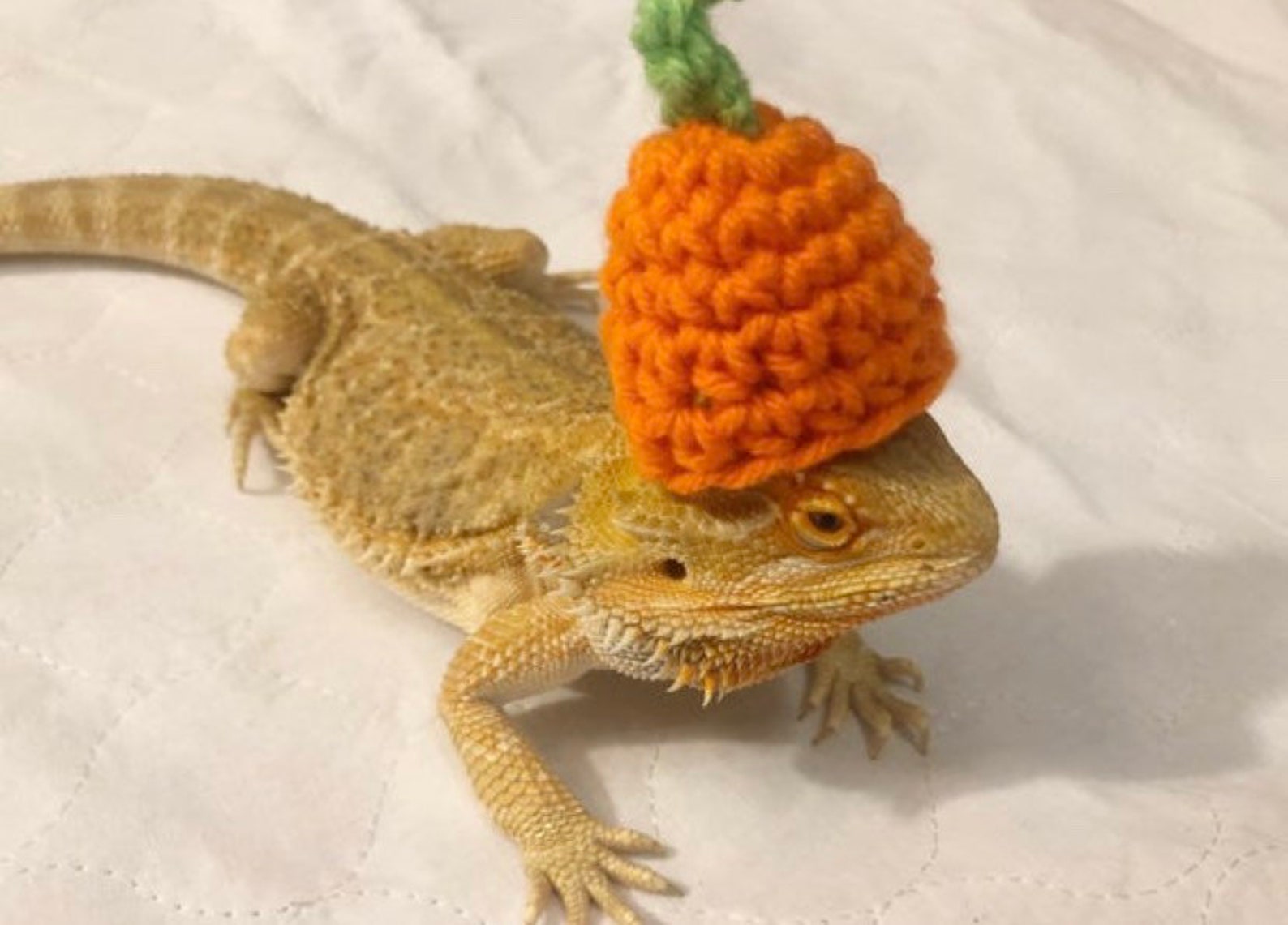 Crocheted Pumpkin Costume for Adult Bearded Dragon - Etsy UK
