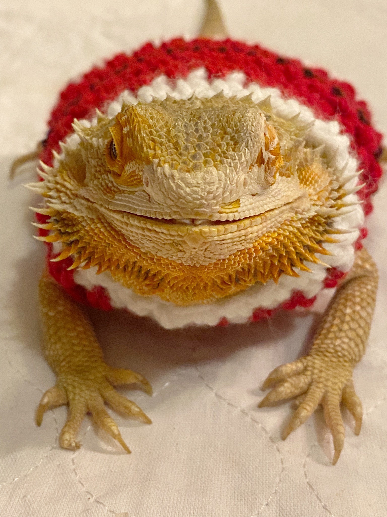 Crocheted Adult Santa Bearded Dragon Sweater | Bearded Dragon Costume ...