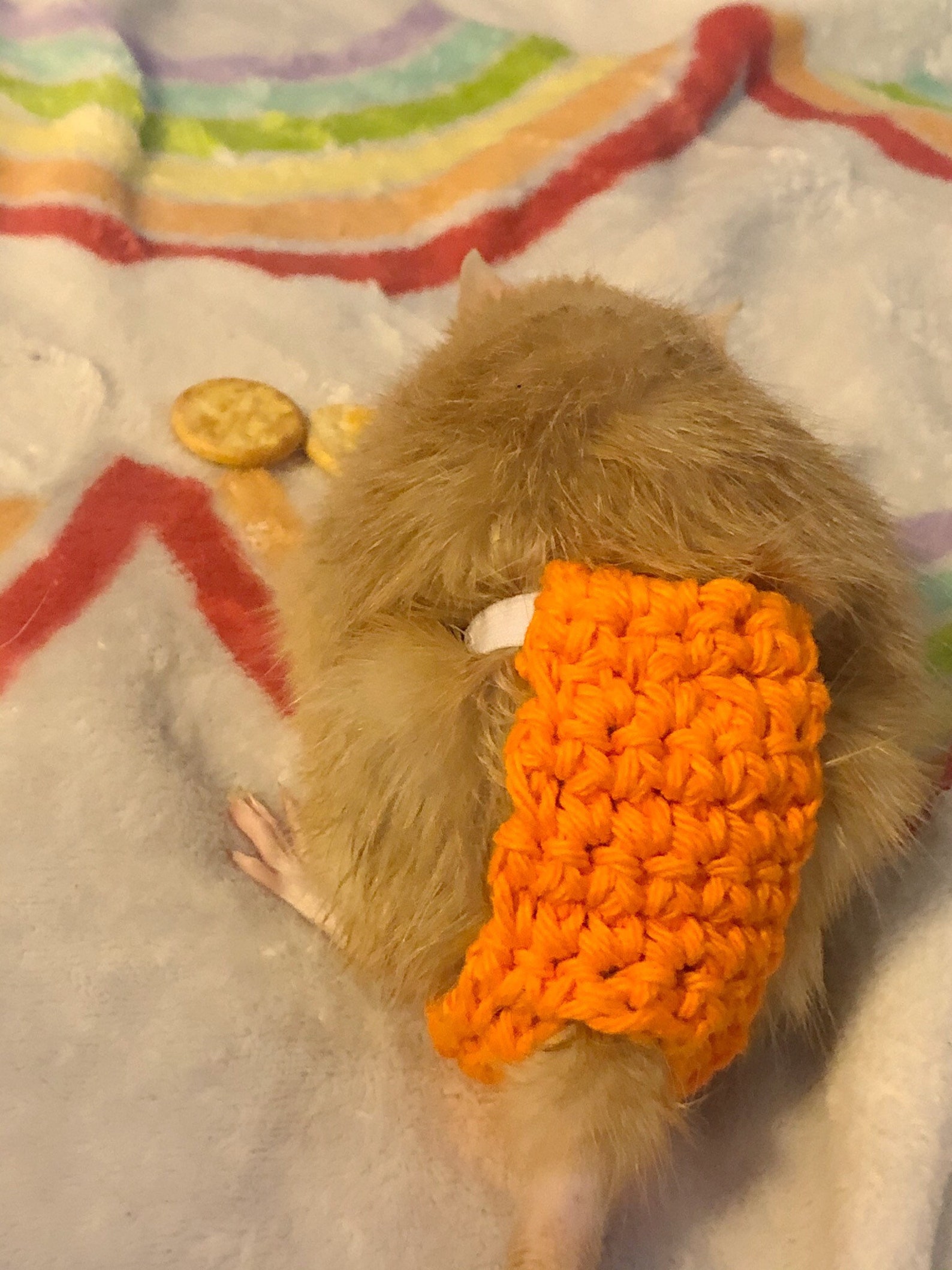 Create your own Rat diaper rat diaper Etsy