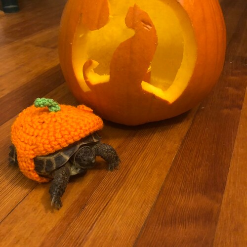 Apple tortoise costume tortoise halloween costume tortoise hat