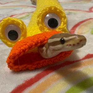 May include: A ball python snake peeks out of an orange and yellow crocheted duck costume. The yellow duck head has large googly eyes. The snake's head is tan with brown stripes.