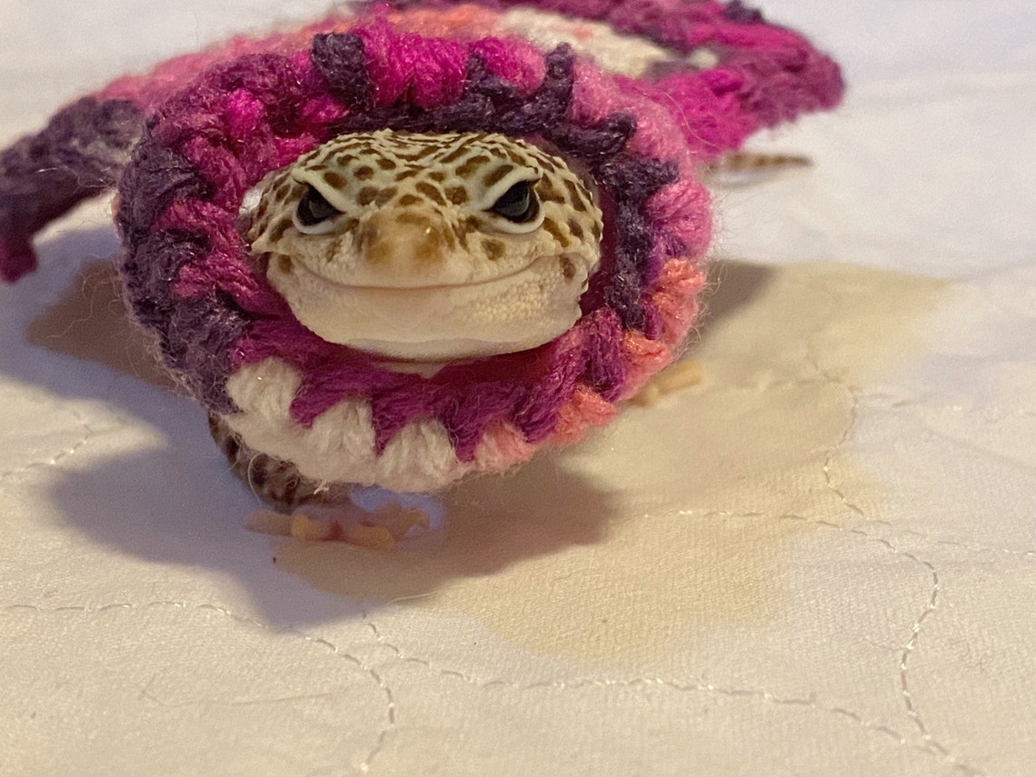 Crocheted Berry Gecko Costume | Acrylic Yarn Pet Cape - Etsy