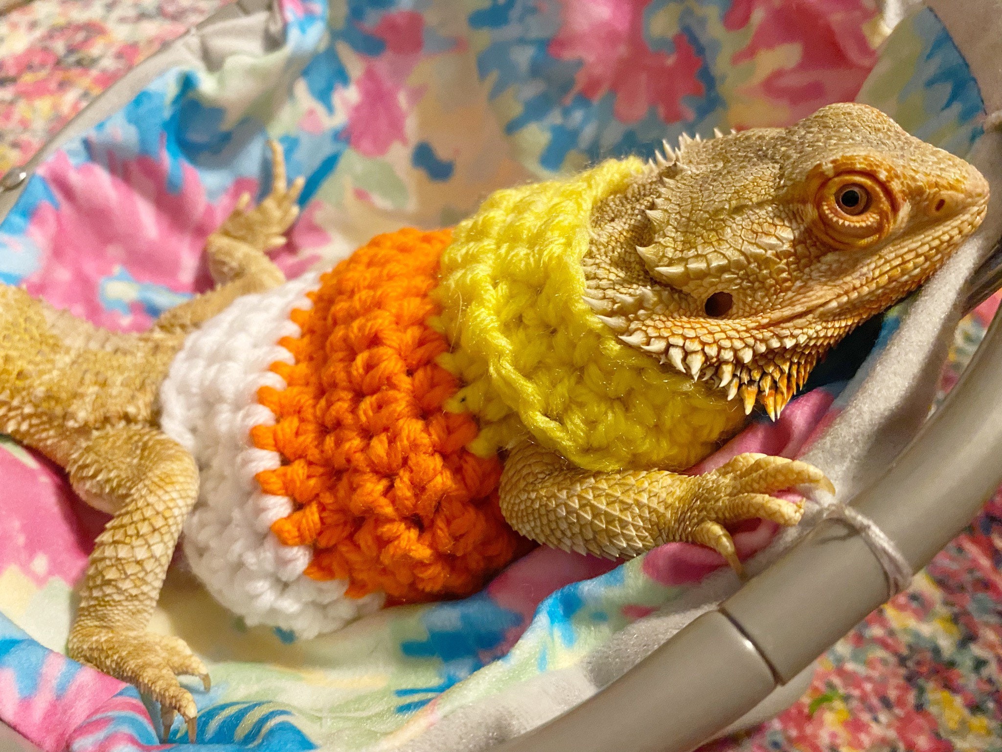 Cute Bearded Dragon Costumes