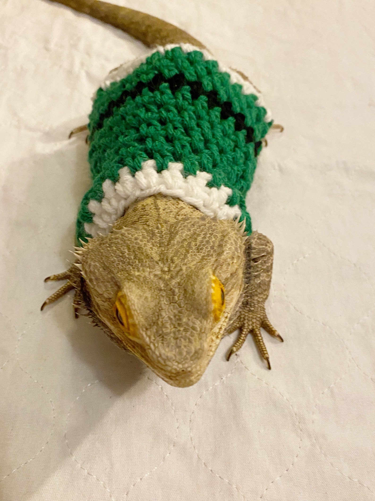 Crocheted Elf Bearded Dragon Sweater | Lizard Costume - Etsy