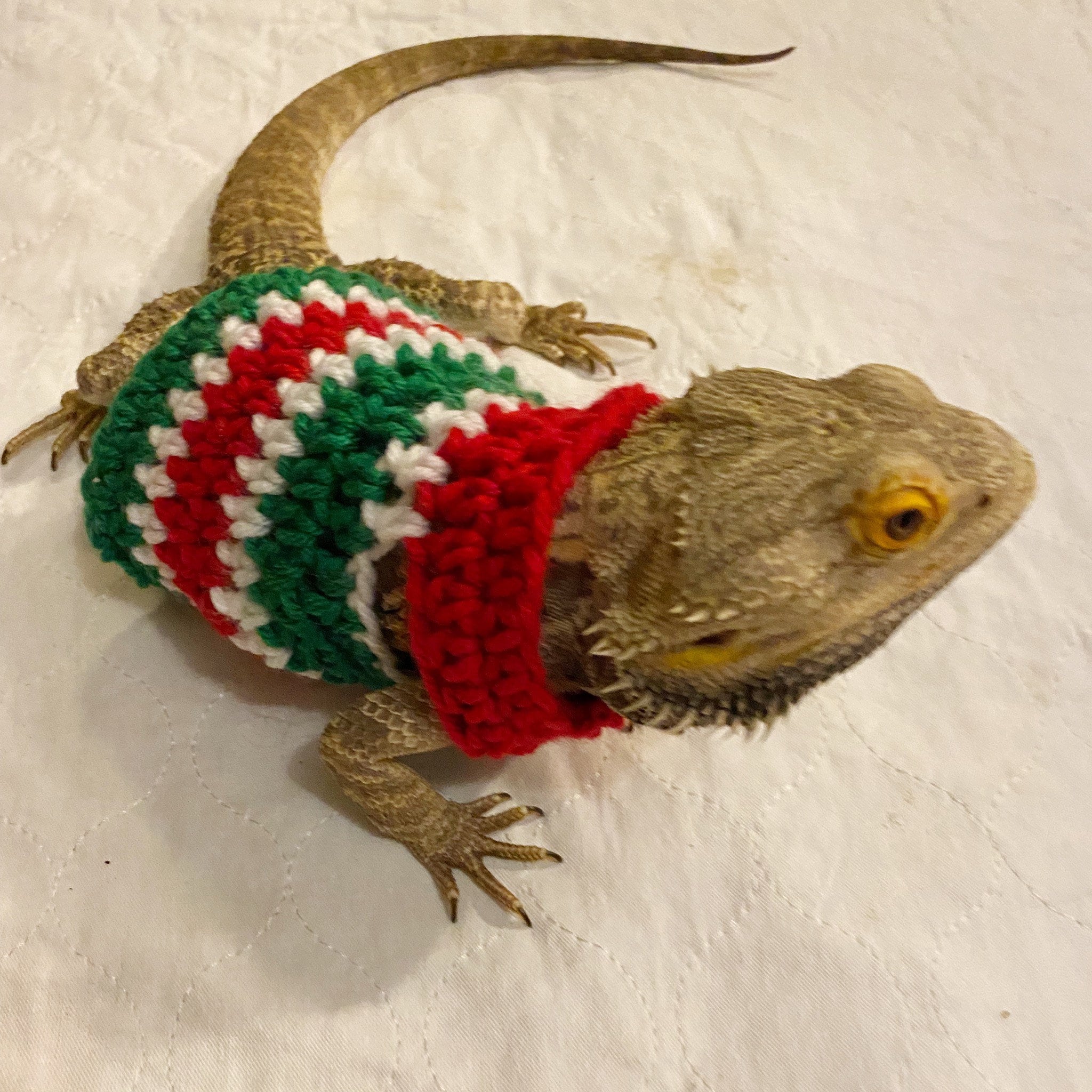 Crocheted Adult Christmas Bearded Dragon Sweater Bearded Etsy Hong Kong