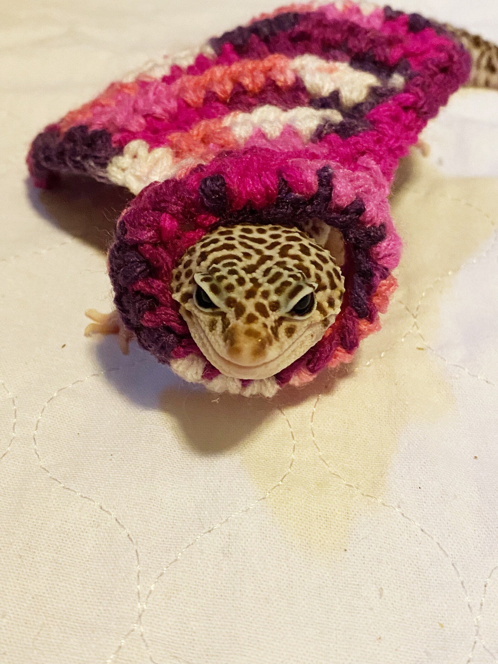 Berry Gecko Costume | Gecko Cape | Crocheted | Pet Costume - Etsy