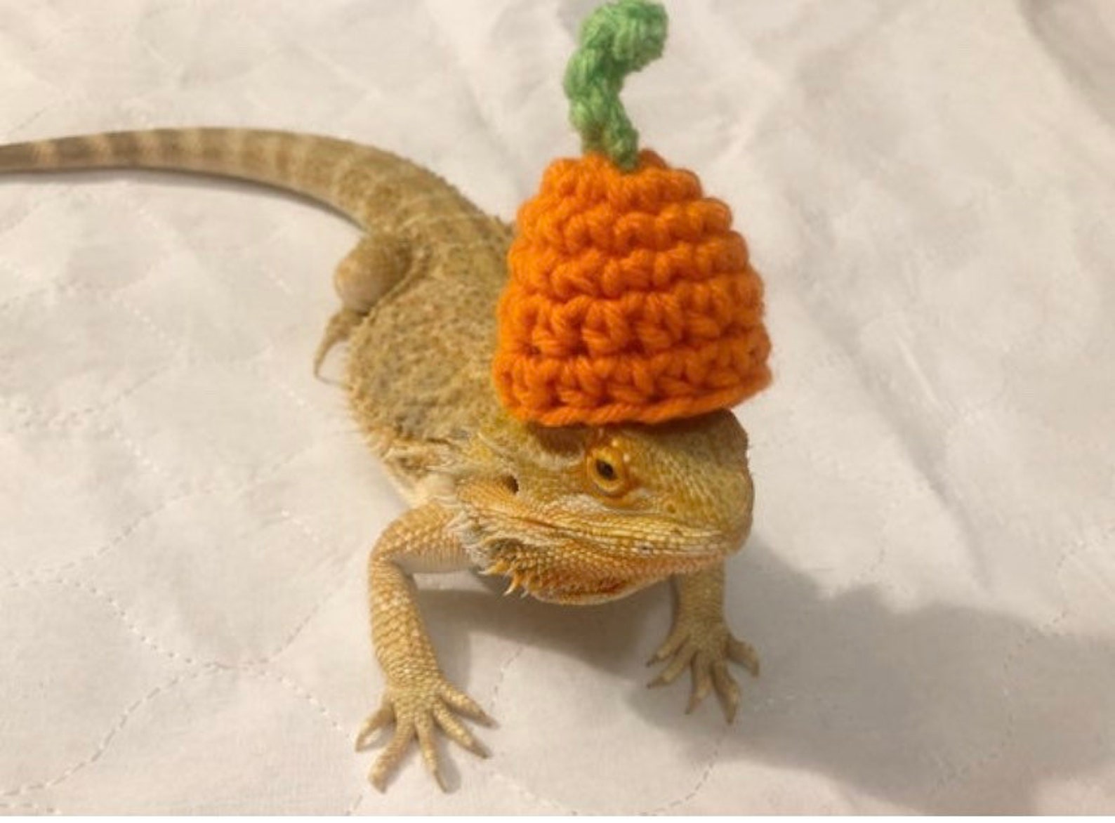 Crocheted Pumpkin Costume for Adult Bearded Dragon - Etsy