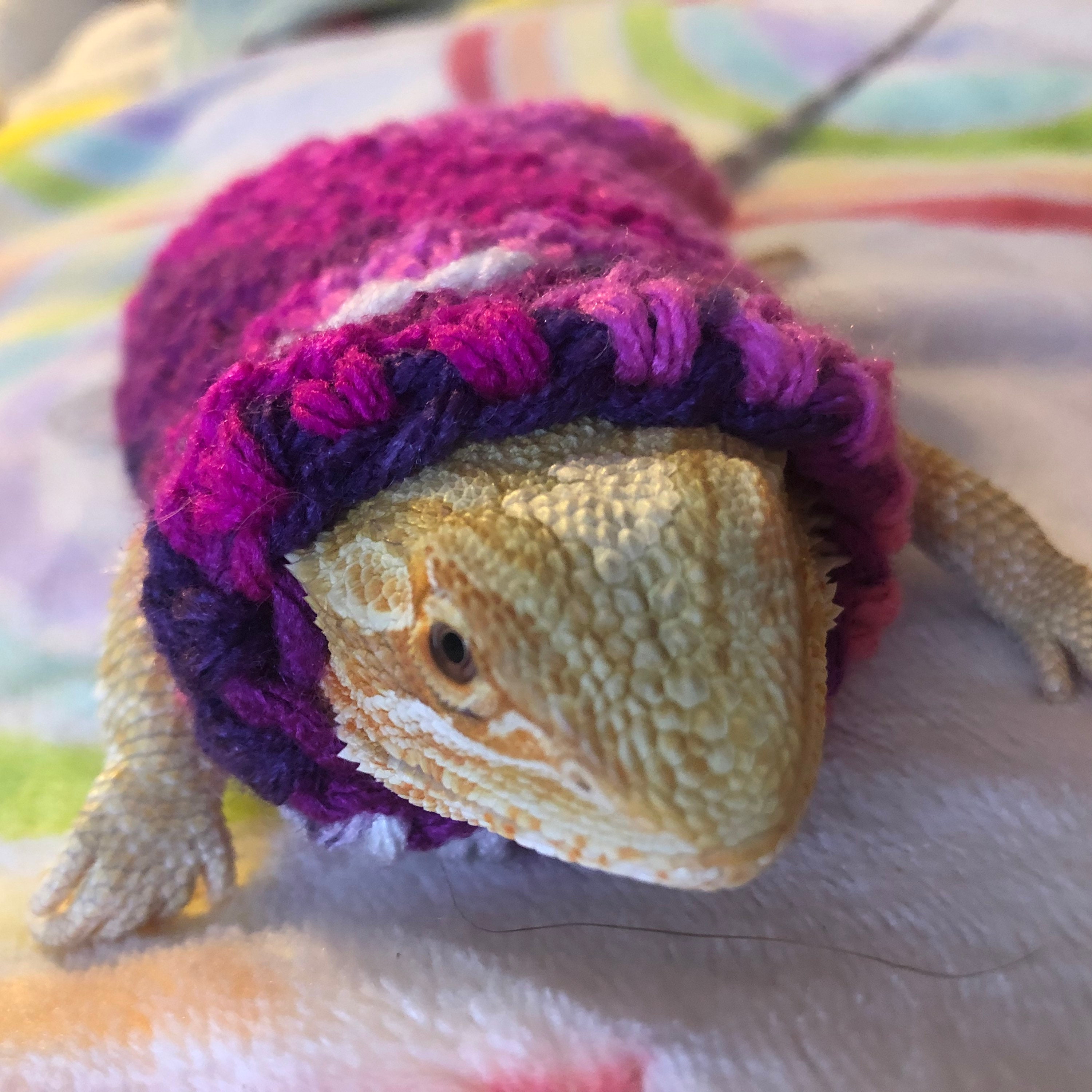 sweatshirts for bearded dragons