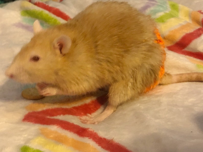 Create your own Rat diaper rat diaper Etsy