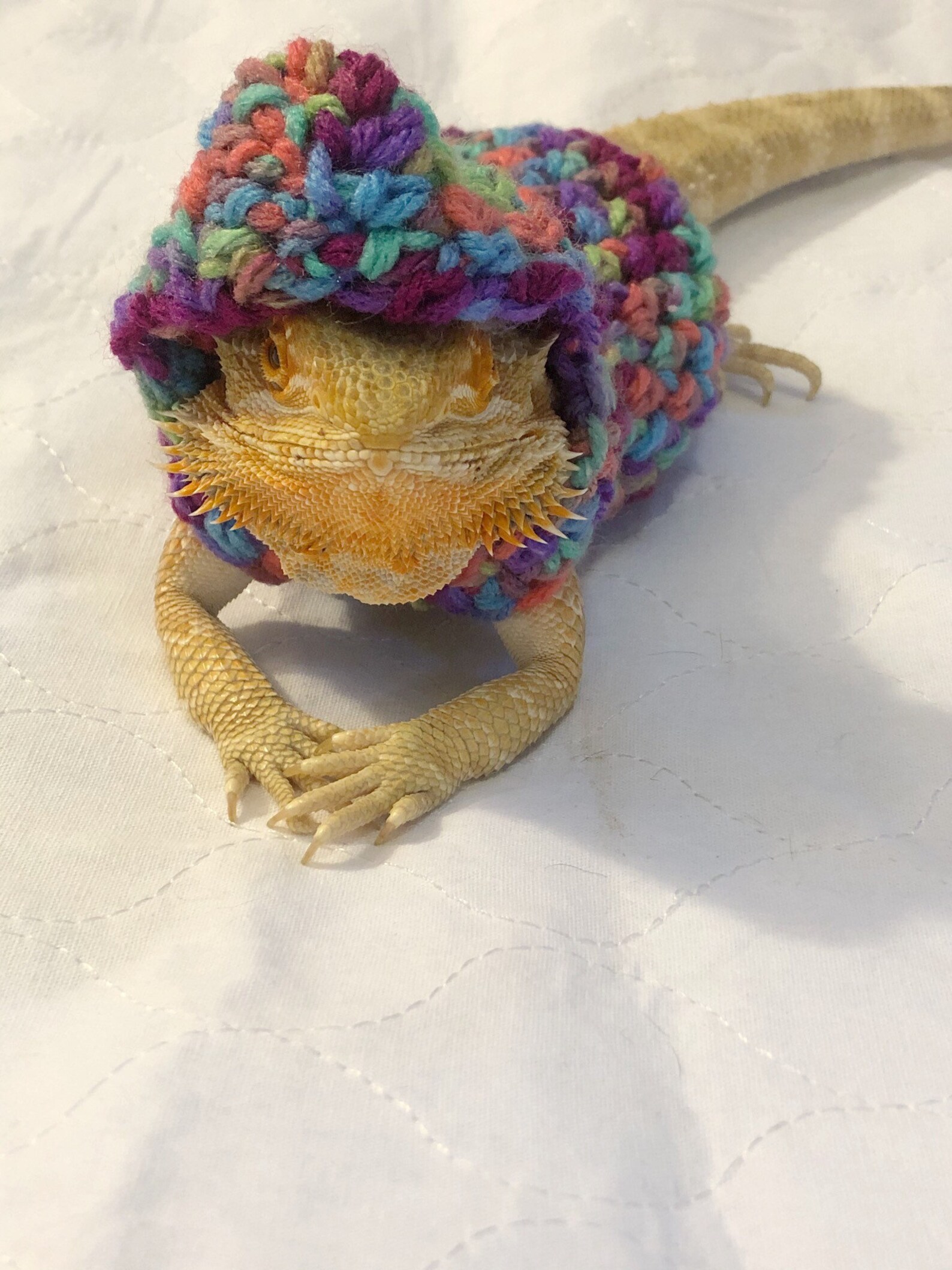 hoodie for bearded dragon