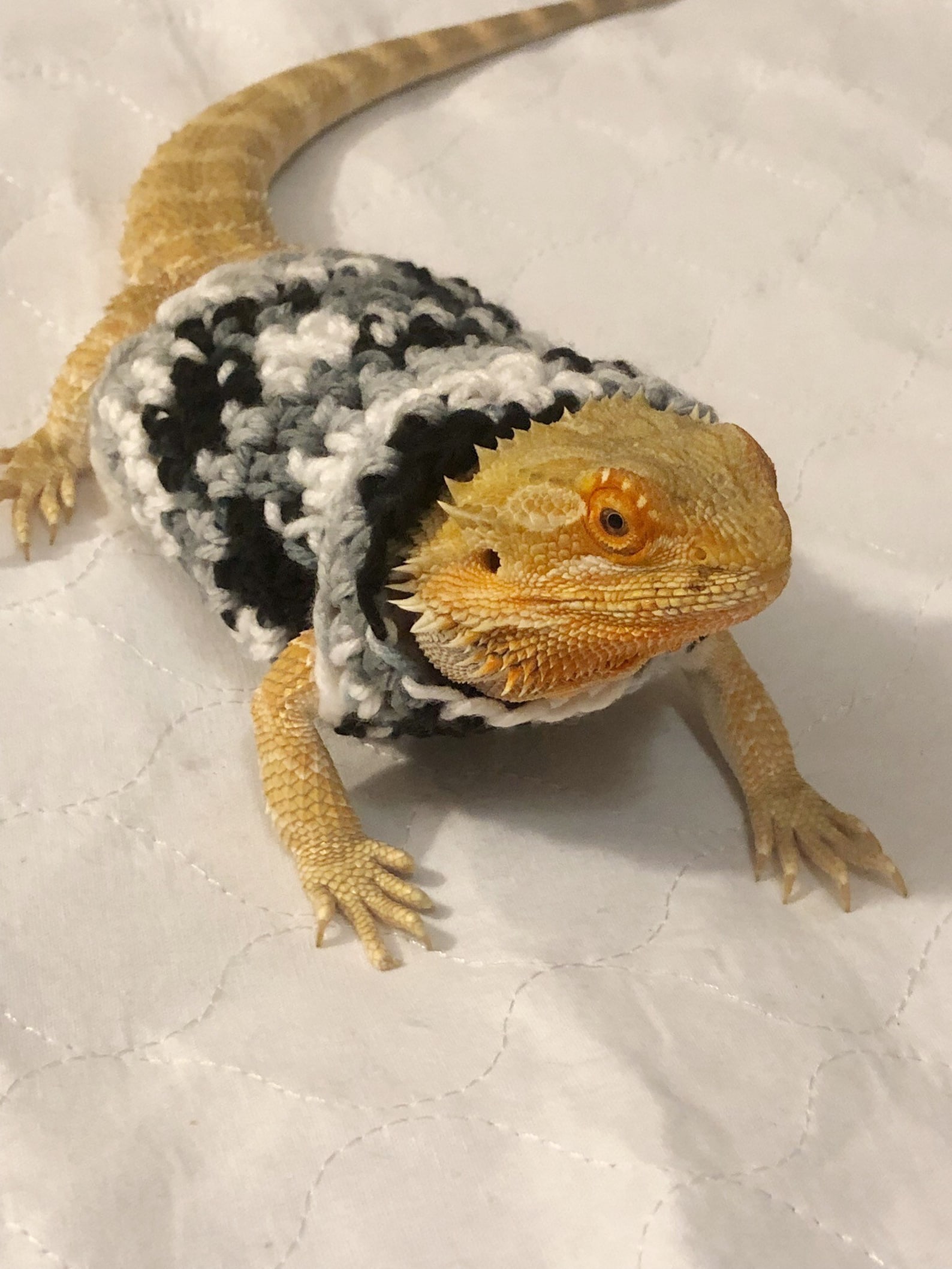 Crocheted Adult Bearded Dragon Sweater Bearded Dragon Etsy