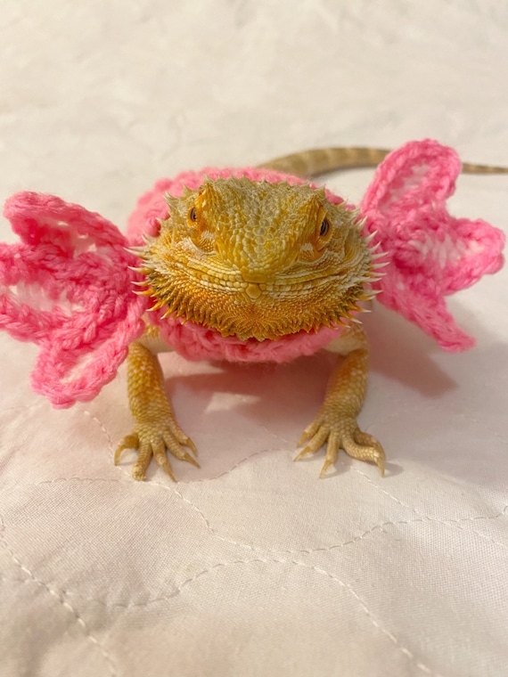 Bearded hotsell dragon apparel