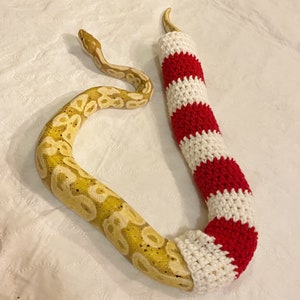 May include: A yellow and white snake is curled up inside a red and white striped crocheted tube. The tube is shaped like a candy cane.