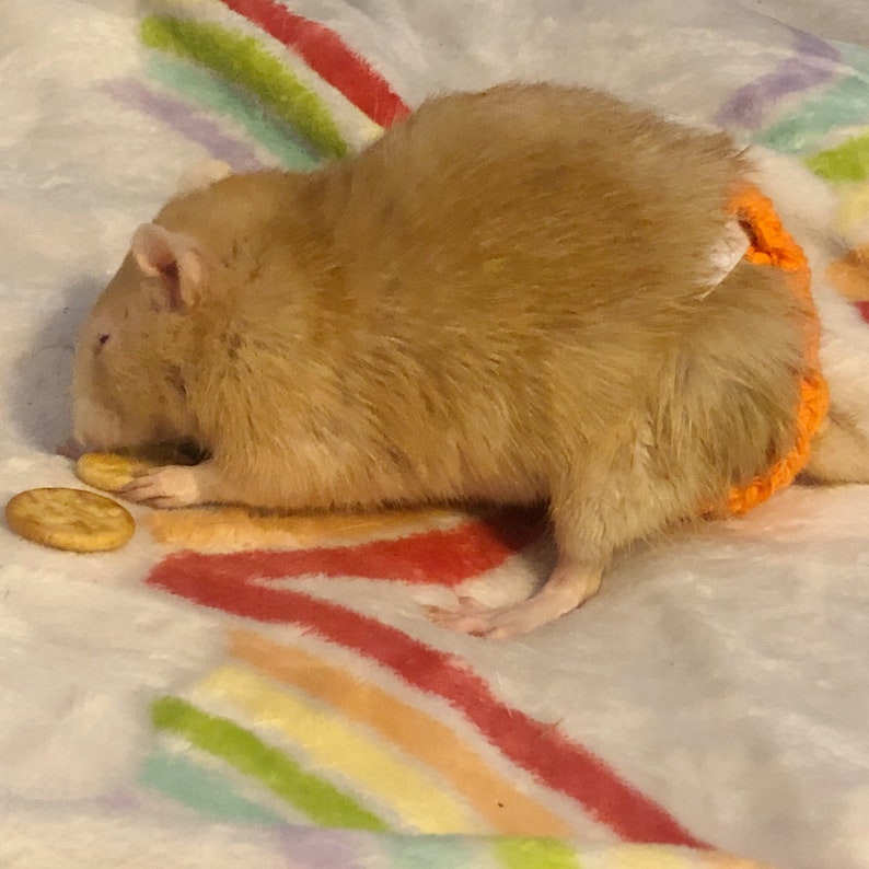Create your own Rat diaper rat diaper Etsy