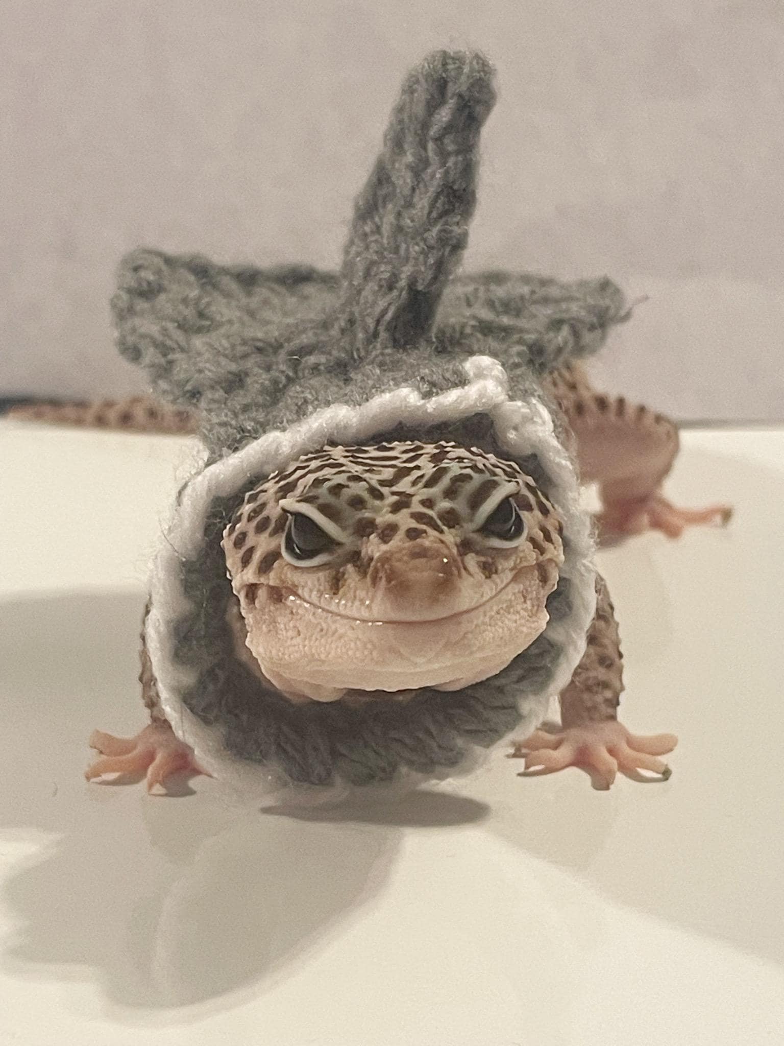 Crocheted Shark Gecko Costume | Acrylic Yarn Pet Cape - Etsy