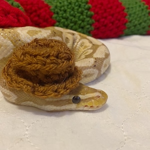 Könnte beinhalten: Eine hellbraune Schlange, die einen braunen Häkelhut trägt. Die Schlange liegt auf einer weißen Oberfläche.