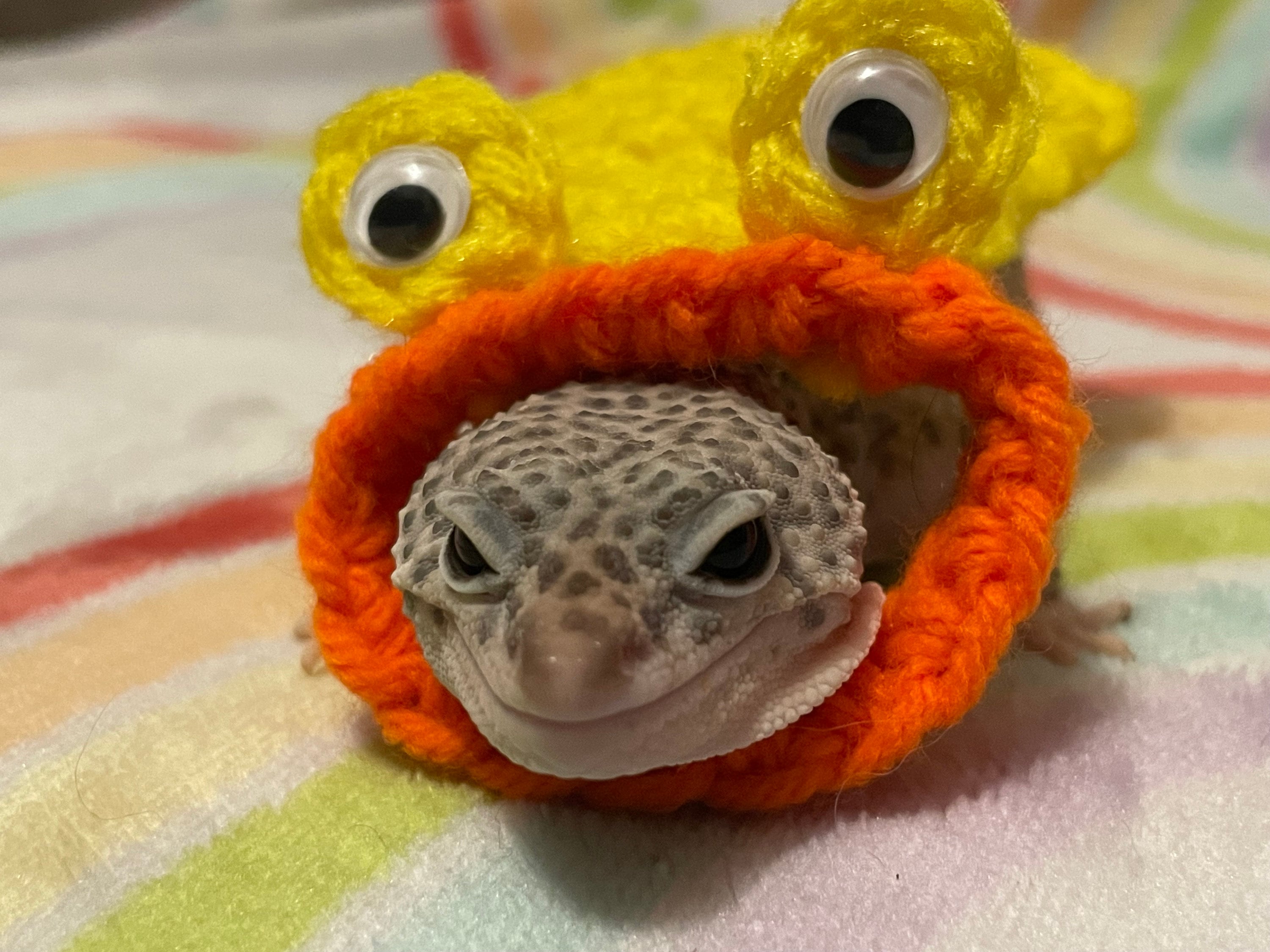 Crocheted Duck Gecko Costume | Acrylic Pet Cape - Etsy