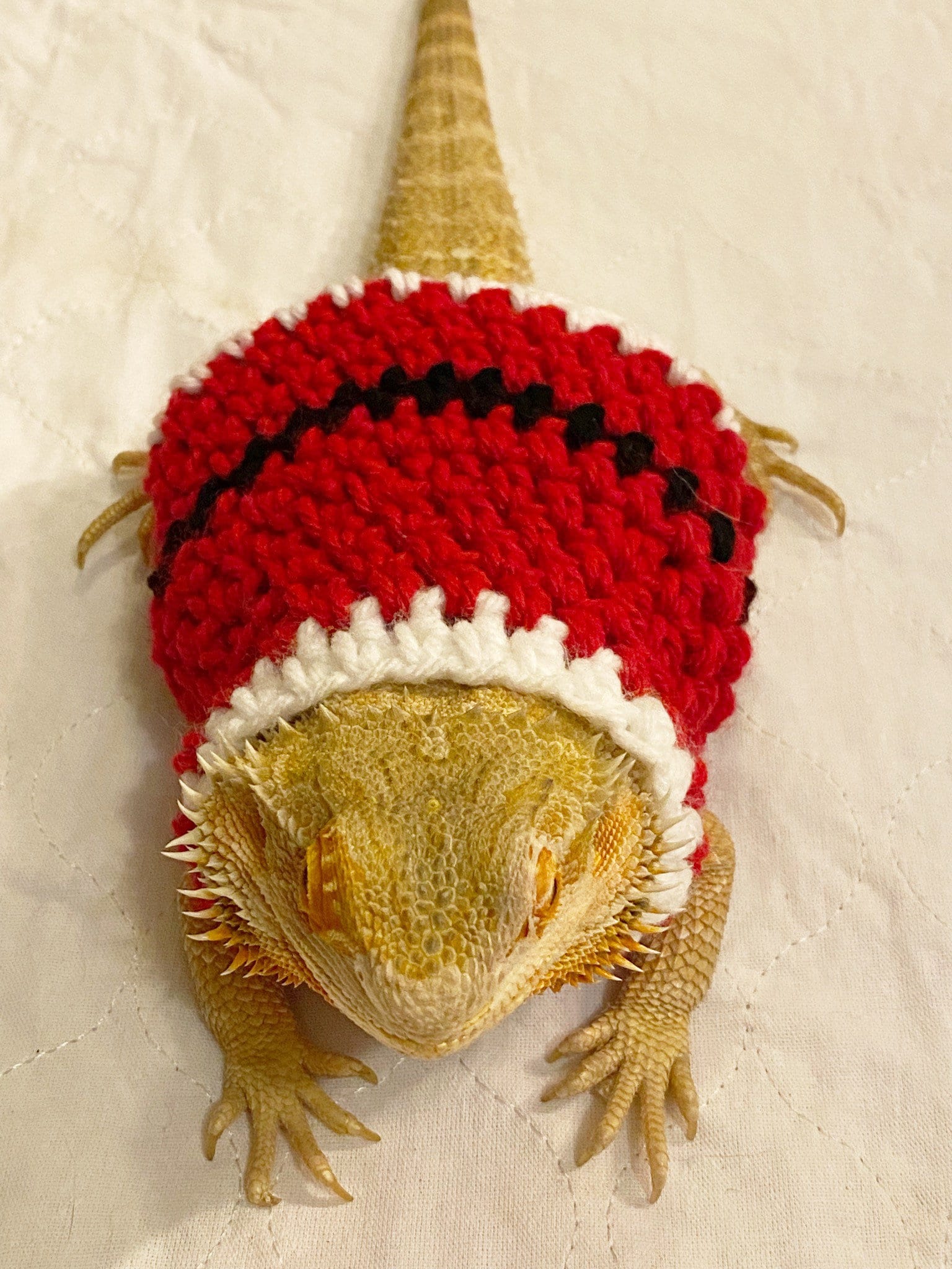 Crocheted Adult Santa Bearded Dragon Sweater | Bearded Dragon Costume ...