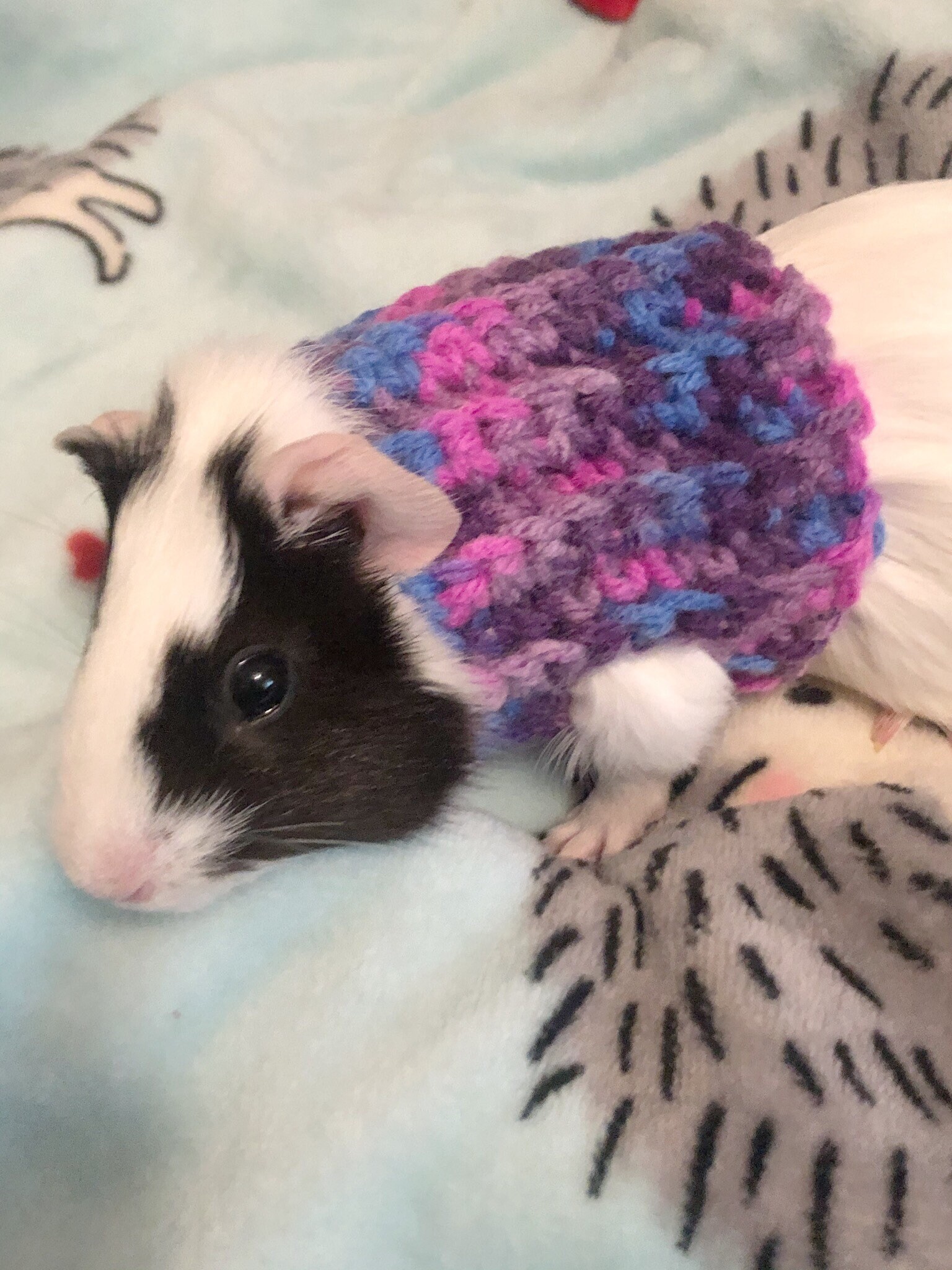 Crocheted Guinea Pig Sweater Guinea Pig Sweater Guinea Pig Etsy Australia