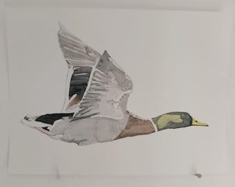 Mallard Duck in Flight ORIGINAL WATERCOLOR Bird Portrait Garden Countryside Painting Bird Feeder Forest Woods