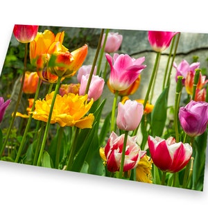 Blumengruß - Fotokarte Tulpen