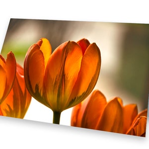 Blumengruß Tulpen - Fotokunst,  im 2er Set