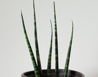RARE Hard to Find Sanseveria Mikado Fernwood Snake Plant Cylindrica Mini Houseplant NASA Air Purifier