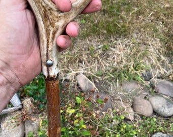 46" Hazel thumb Stick with Deer Antler Head. Handcrafted in Wales from sustainably sourced local materials. Straight & strong
