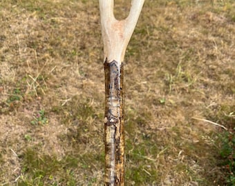 Beautifully stout and straight handcrafted 46” Hazel thumb stick, super smooth, natural colour and patina; great gift for self or friend